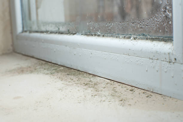 Crookston, MN Mold Inspection, Removal & Remediation Company